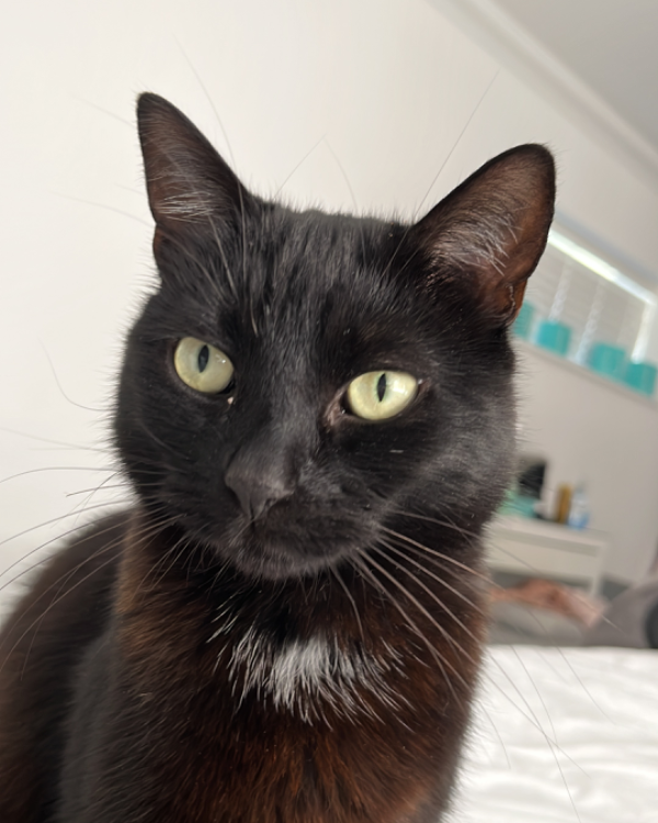 Missing Cat - Lowestoft