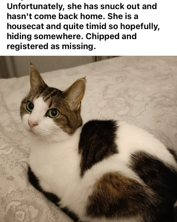 Missing Cat - Unknown