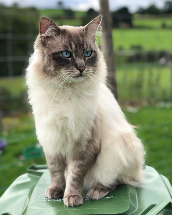 Missing Cat - Corwen