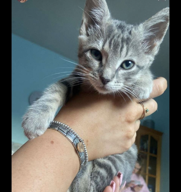 Missing Cat - Poyntzpass