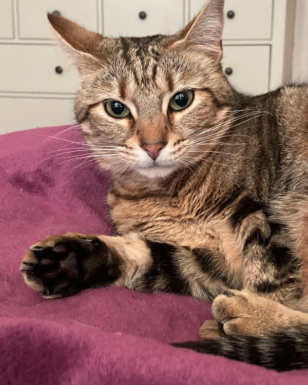 Found Cat - Grantham