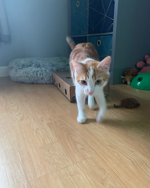 Found Cat - Dunfermline