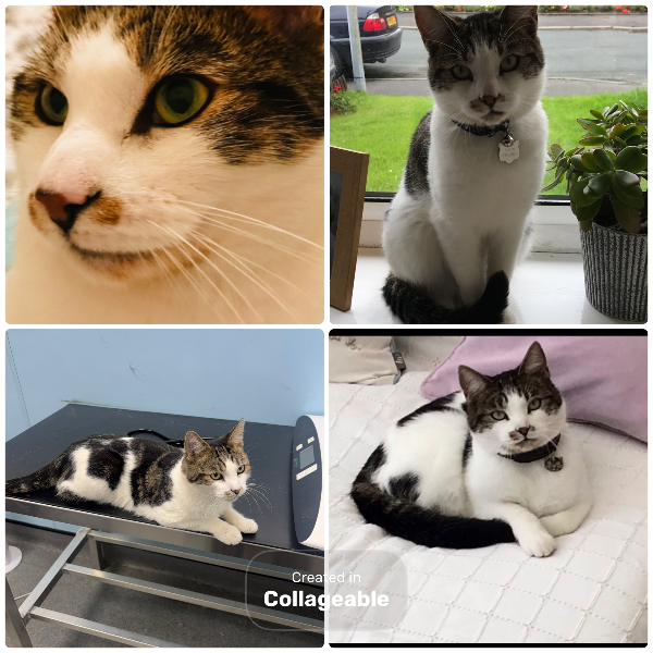 Found Cat - Standish