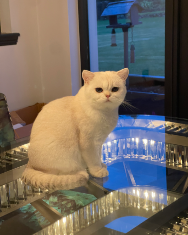 Missing Cat - Kinross