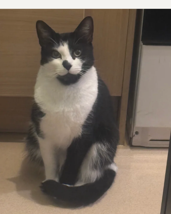 Missing Cat - Kingskerswell