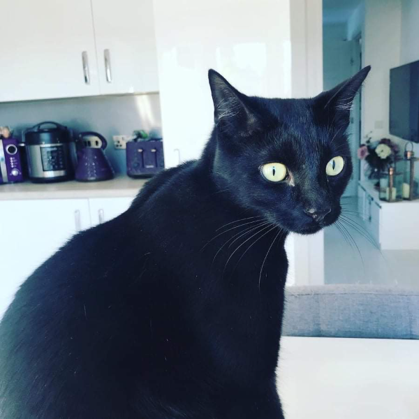 Found Cat - Aberdeen