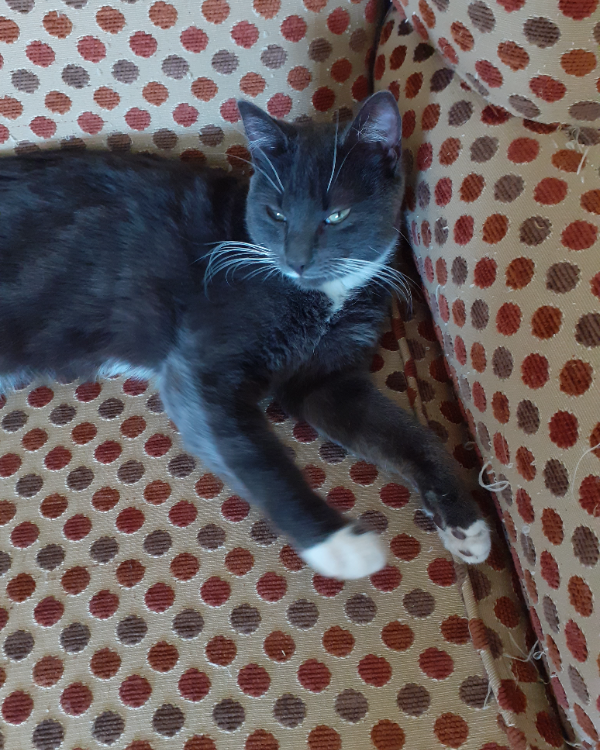 Missing Cat - Brandon