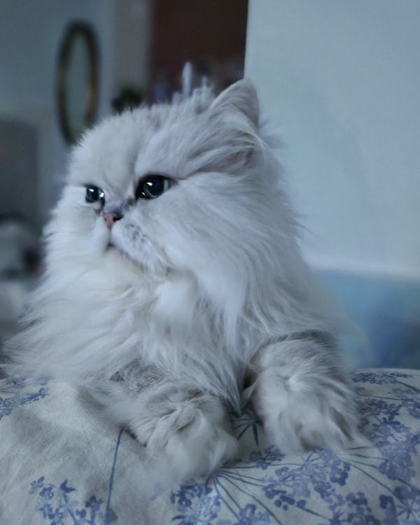 Missing Cat - Margate