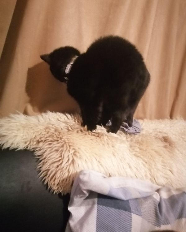 Missing Cat - Fraserburgh