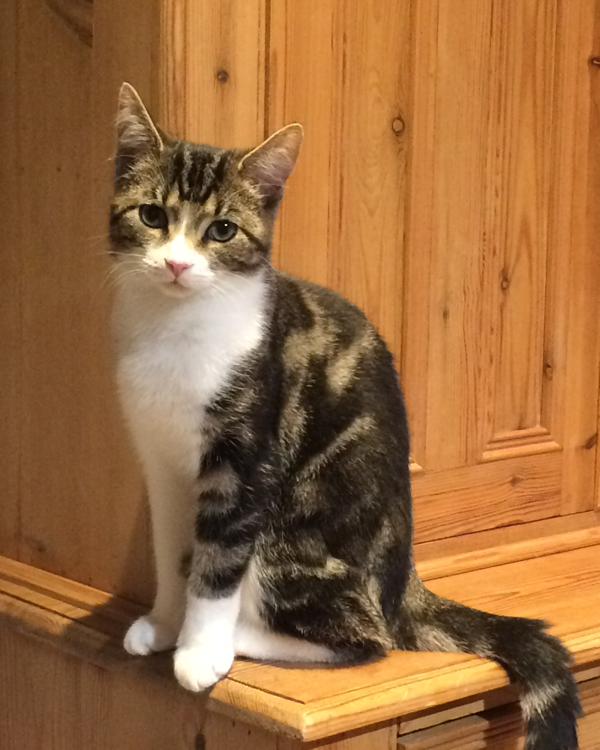 Missing Cat - Harrogate