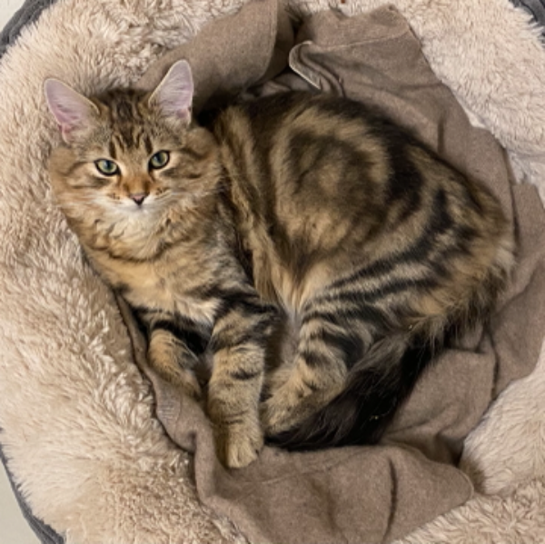 Missing Cat - Glasinfryn