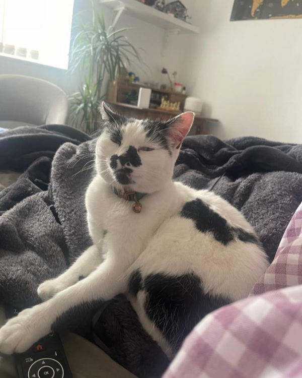 Missing Cat - Wilmslow