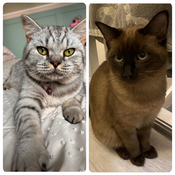 Missing Cat - Nottingham