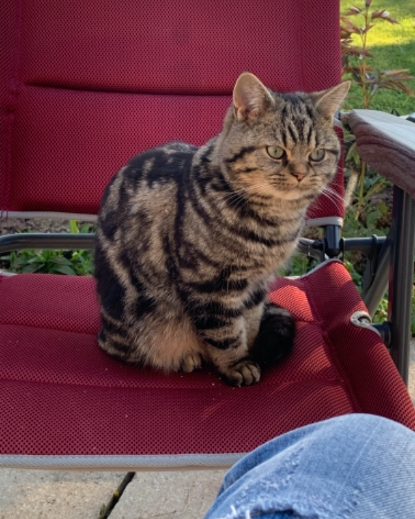 Missing Cat - Lydney