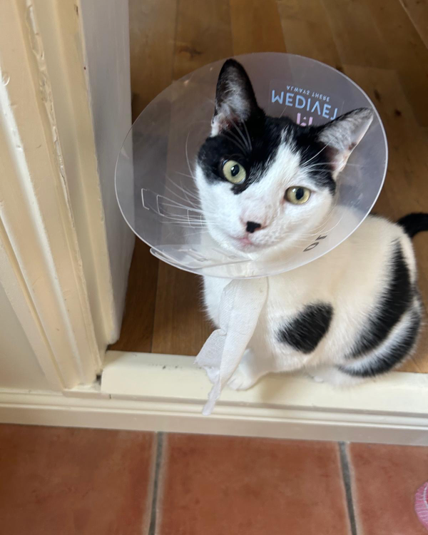 Missing Cat - Braintree