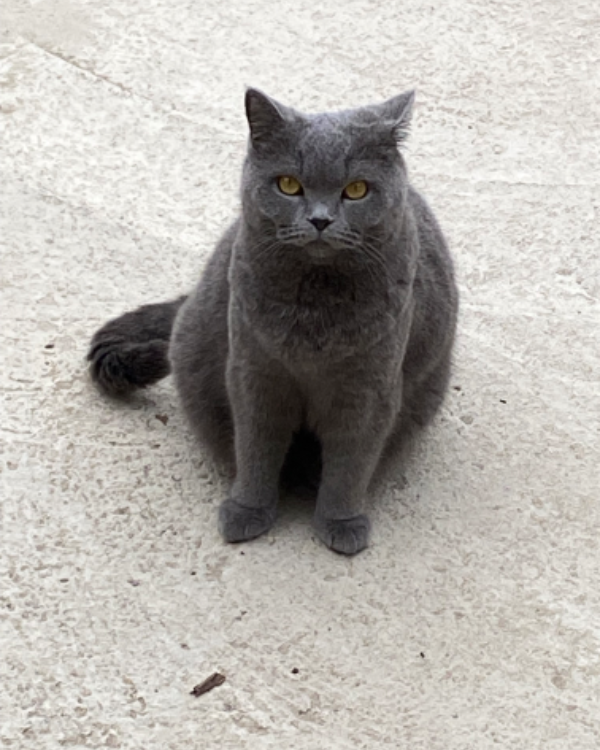 Found Cat - Beverley