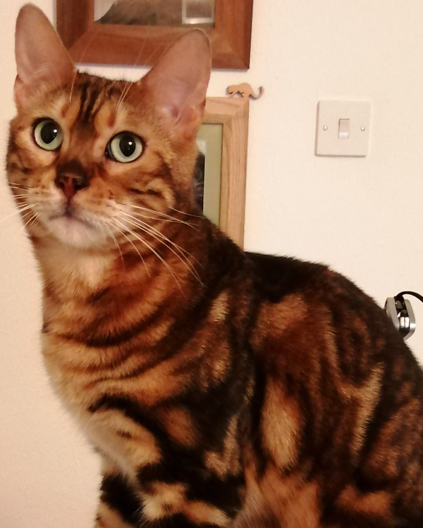 Found Cat - Lyme Regis