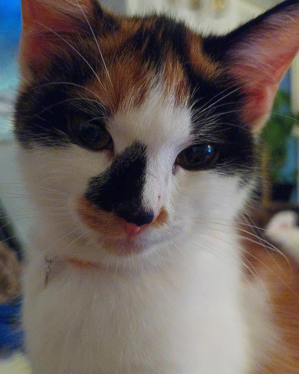 Missing Cat - Liskeard