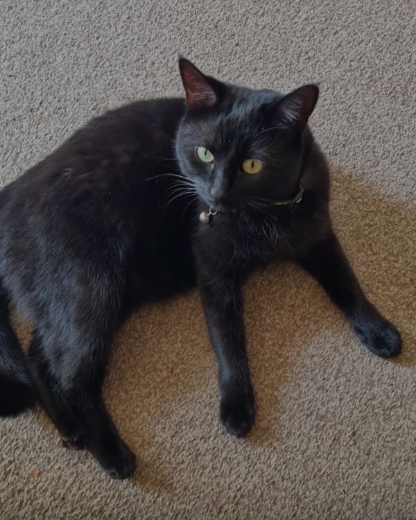 Missing Cat - Grimsby