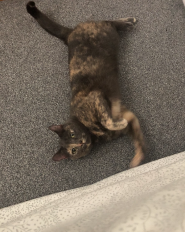 Missing Cat - Dunbar