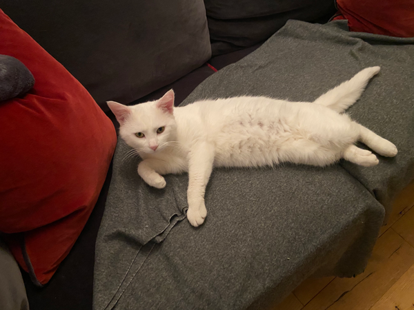 Missing Cat - Ballynahinch