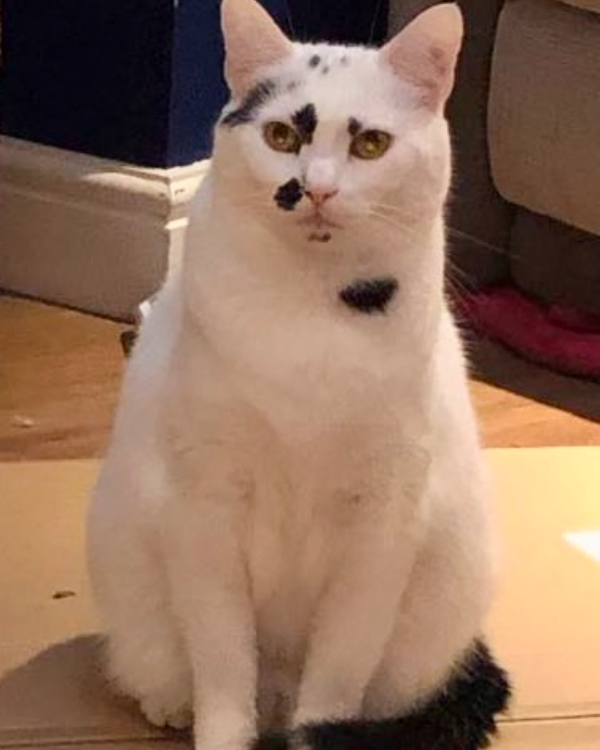 Found Cat - Harrogate