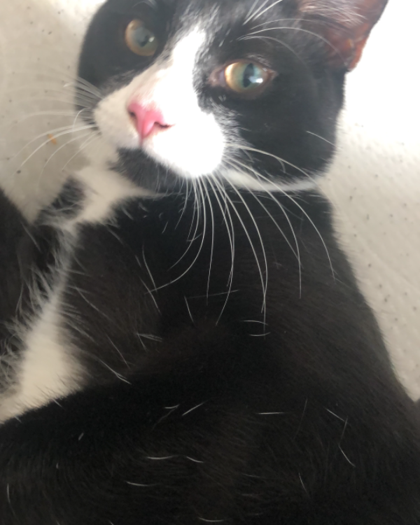 Missing Cat - Whiddon Down