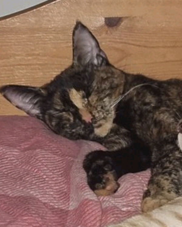 Found Cat - Shoreham-by-Sea