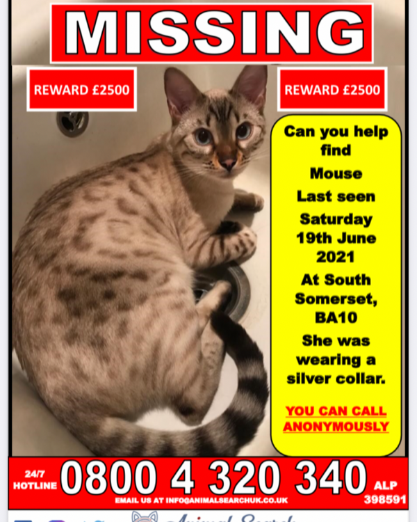 Missing Cat - South Brewham