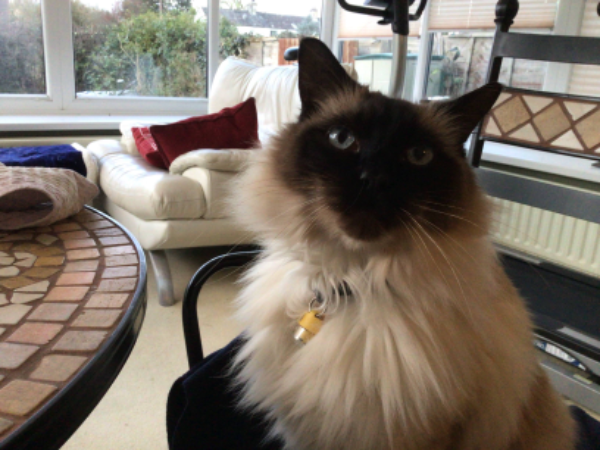 Found Cat - Burton-in-Kendal