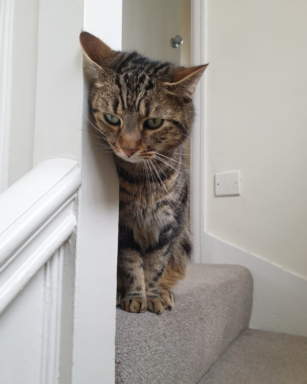 Missing Cat - Underbarrow