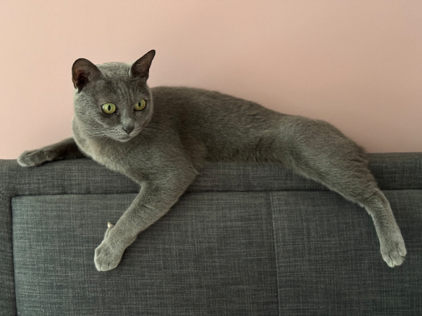 Found Cat - Bracknell