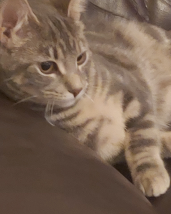 Missing Cat - Carlisle