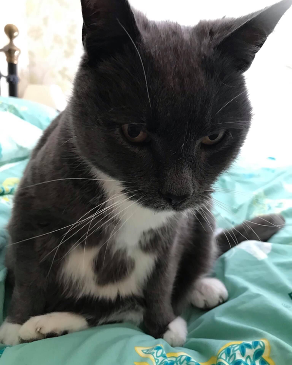 Missing Cat - Rampton