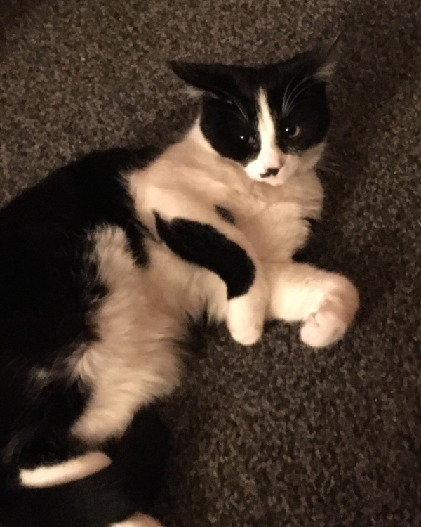 Missing Cat - Cowdenbeath