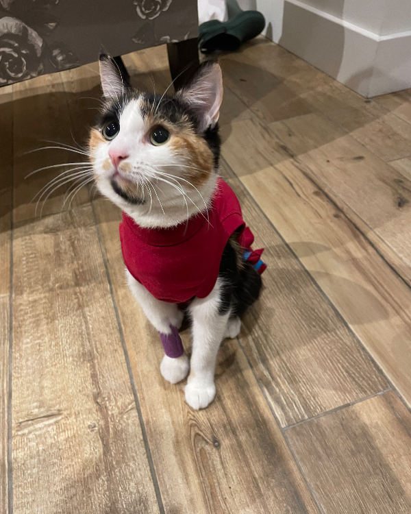 Found Cat - Whipsnade