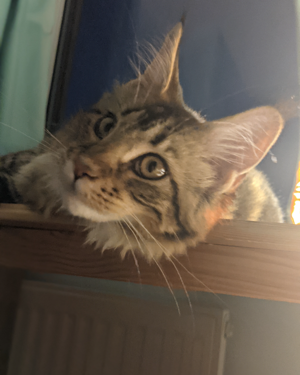 Missing Cat - Dartmouth