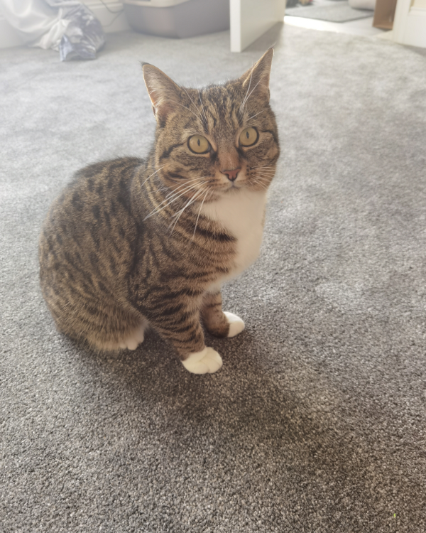 Missing Cat - Portsoy