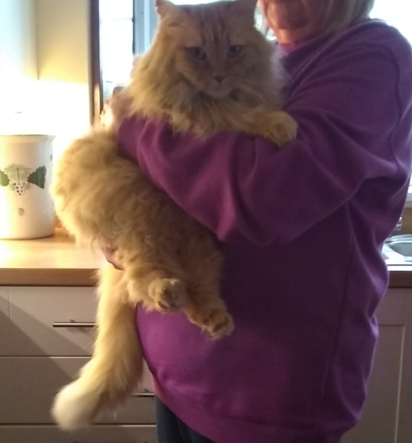 Missing Cat - Malton