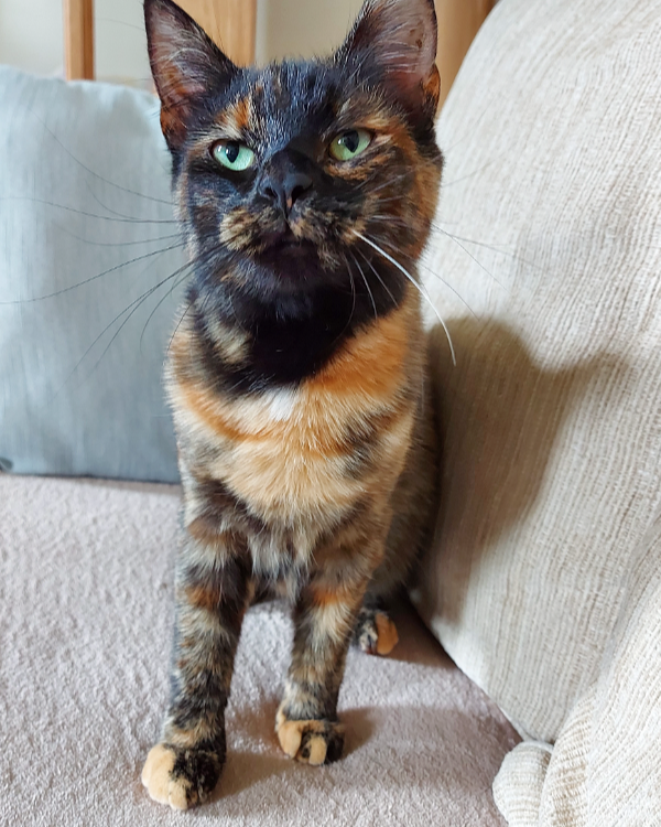 Missing Cat - Pentre Broughton