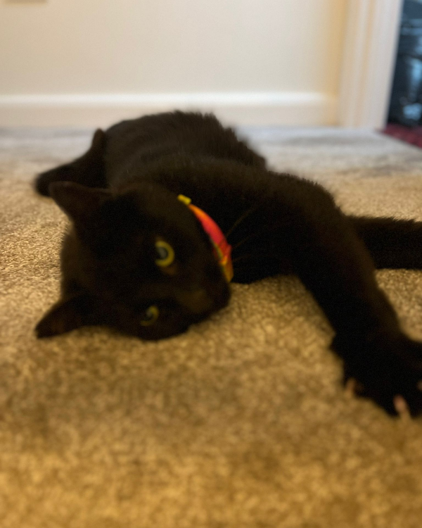 Missing Cat - Hereford