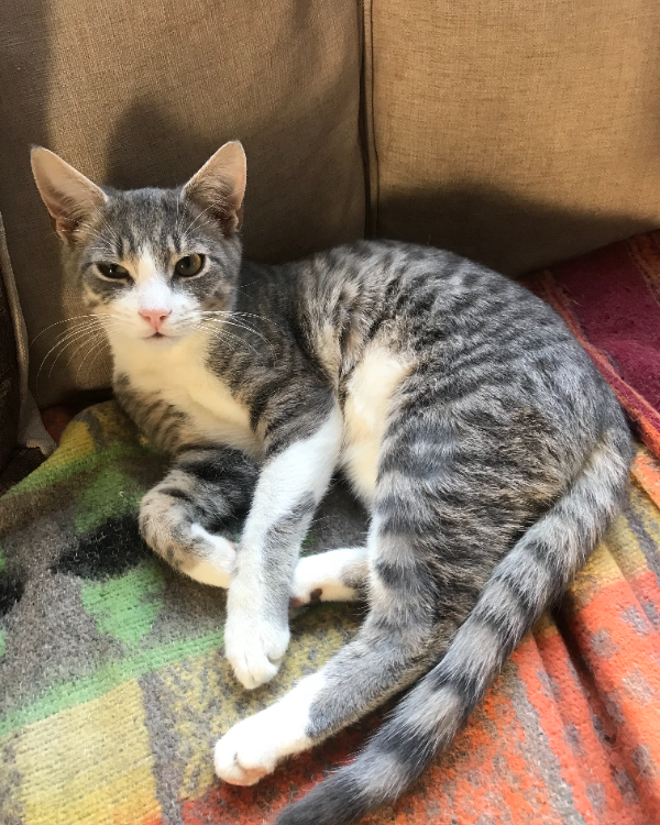 Missing Cat - Ballyvoy