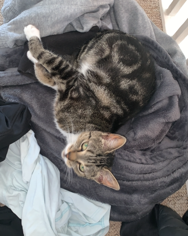 Missing Cat - Carlisle