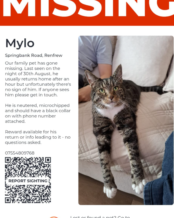 Missing Cat - Paisley