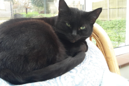 Missing Cat - Billingford