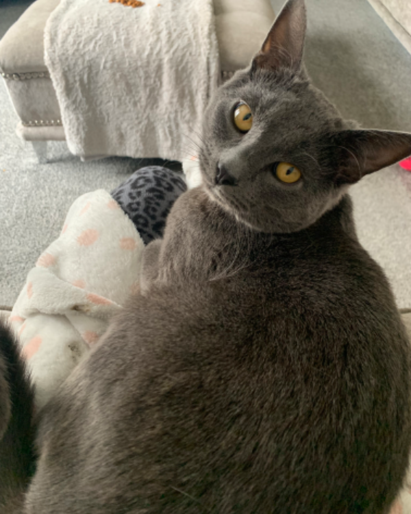 Missing Cat - Dumbarton