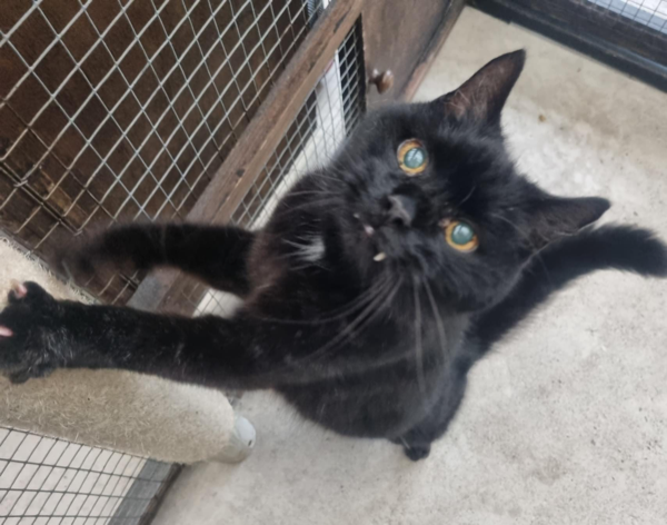 Missing Cat - Northop Hall