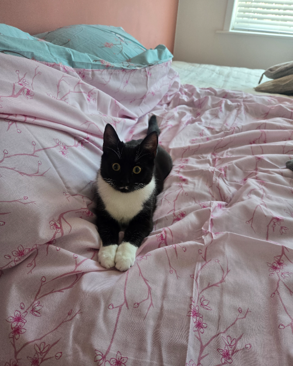 Found Cat - Bournemouth