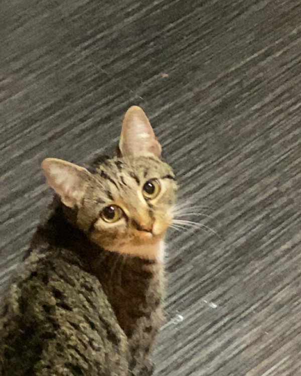 Found Cat - Stratford-upon-Avon