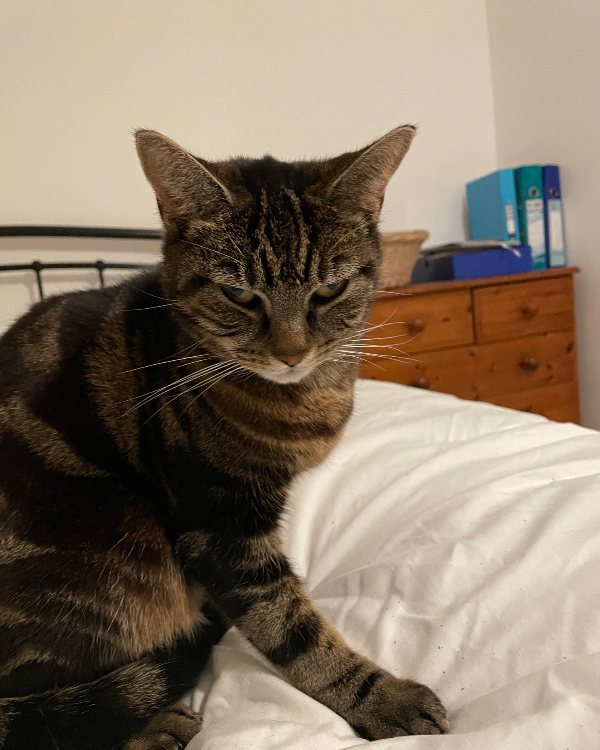 Missing Cat - Wotton-under-Edge